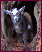 Goat kid looking out from a hollow stump