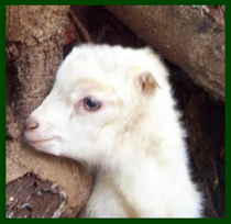 Goat kid head closeup